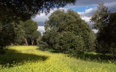 IU organiza el I Maratón Fotográfico 'Salvemos el Monte del Pilar' en Majadahonda