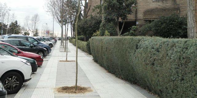 Majadahonda inicia un plan de repoblación de árboles