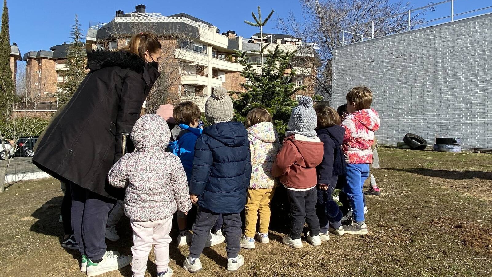 Los abetos instalados en la plaza Mayor en Navidad irán a los colegios públicos de Majadahonda