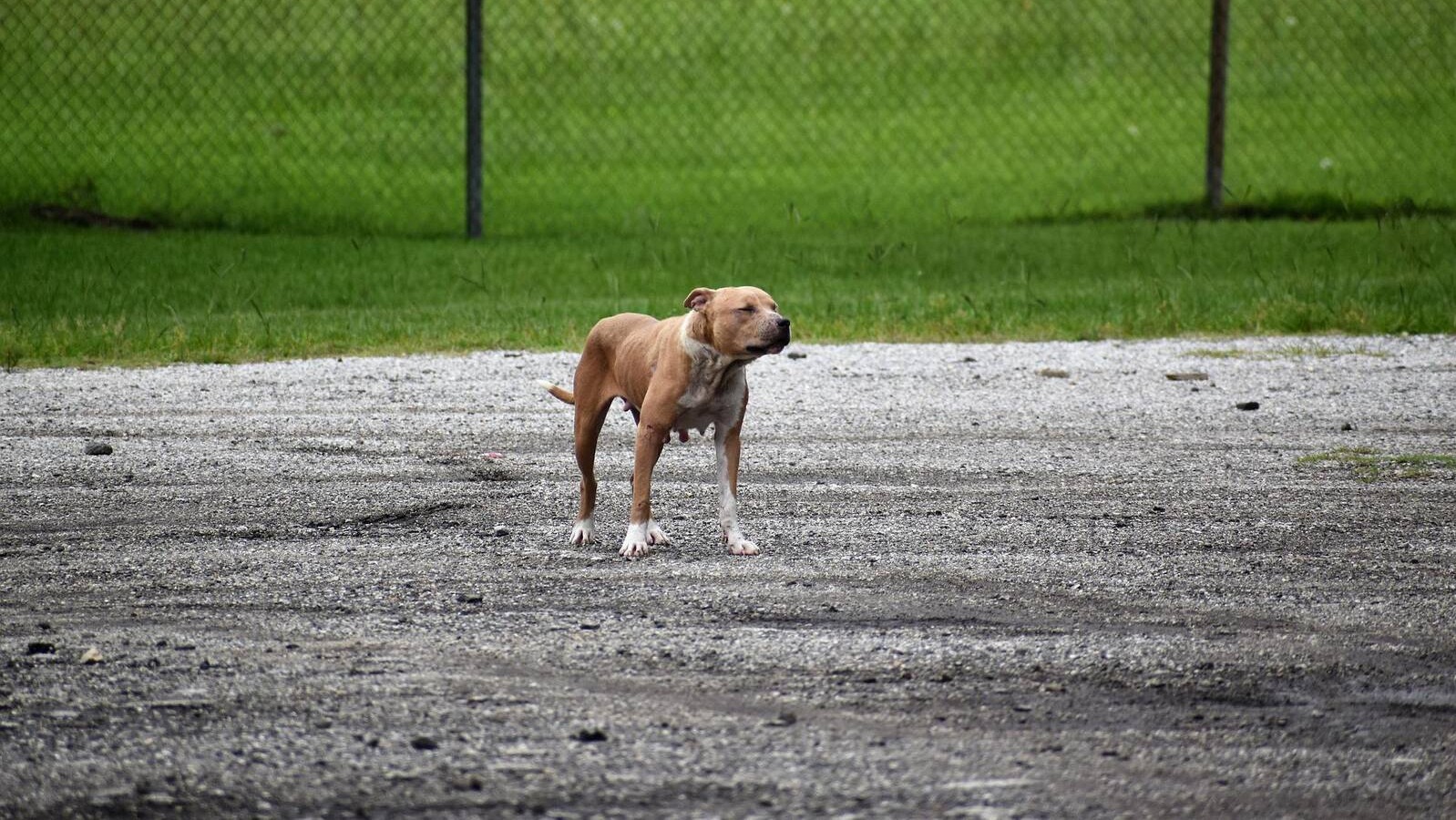 Una niña de seis años es mordida por un pitbull cerca del bulevar de Cervantes