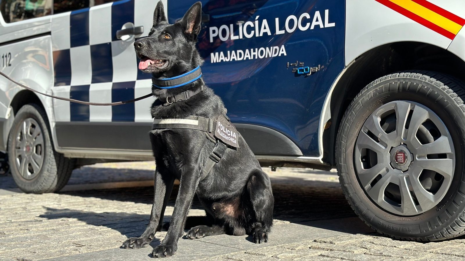 Detienen gracias al perro policía 'Rayo' de Majadahonda a un hombre con diversas drogas 