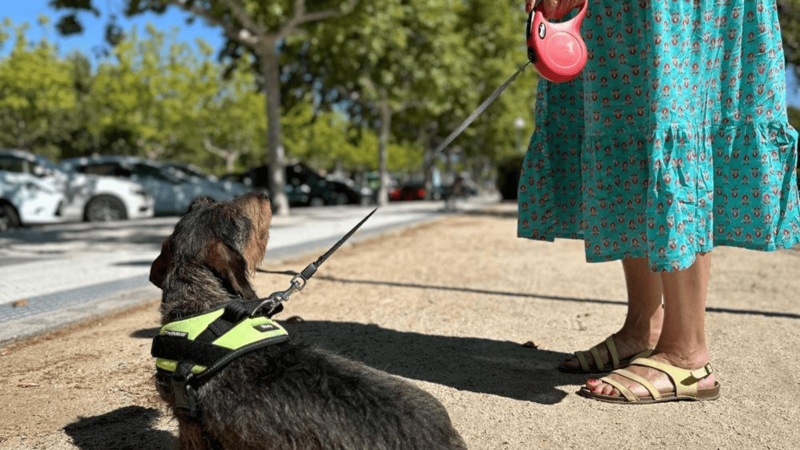 El Ayuntamiento recuerda a los vecinos que deben pasear a sus perros con correa en Majadahonda